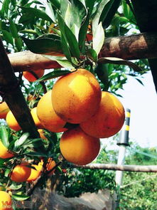 小杨家脐橙 菜坝石马村加油站旁的新鲜水果之选