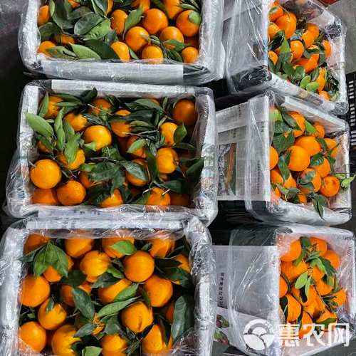 奉节脐橙批发新季上市 现摘现发，产地直供价2.6元/斤