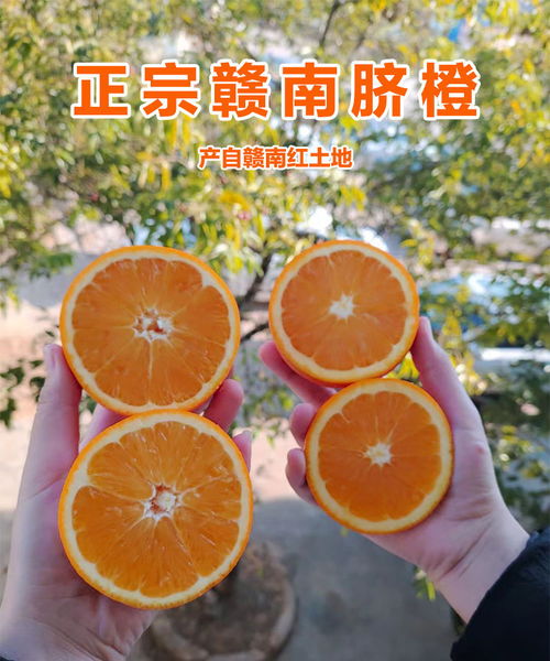 赣南脐橙 应季鲜果的甜蜜之选
