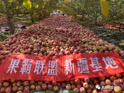 果霸联盟的水果模式怎样